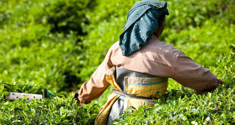Golden Triangle & Kerala - 15 days - On The Go Tours 6