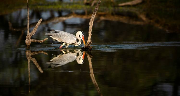 Een reiger die vist in een kalme, reflecterende waterplas.
