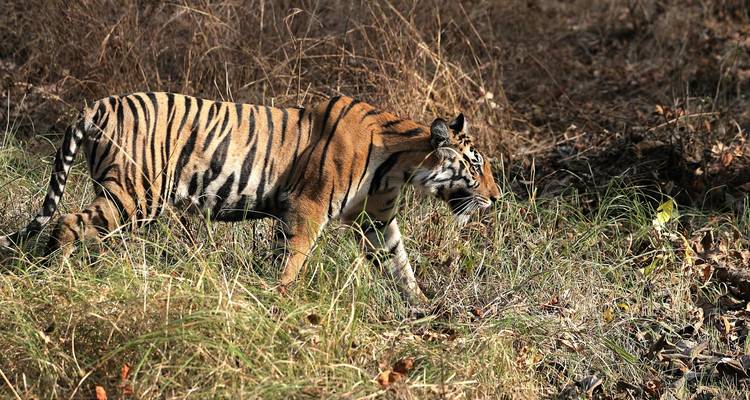Ein Tiger, der durch Gras in einer natürlichen Umgebung läuft.