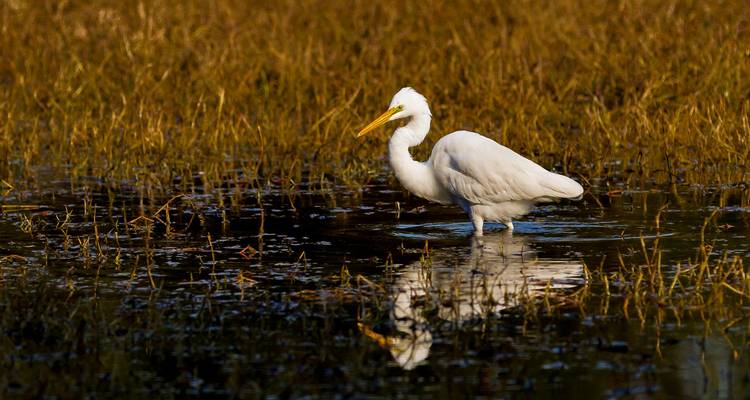 La India a tu medida: El Triángulo de Oro y la vida salvaje - Ramble Advisor 8