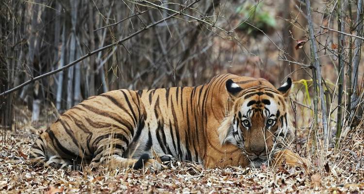 Tijger die rust op de bladeren in een bos.