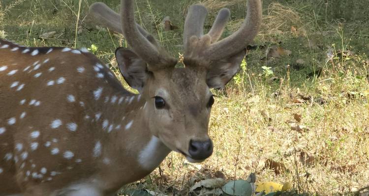 Close-up van een hert met gewei in een grasrijk gebied.