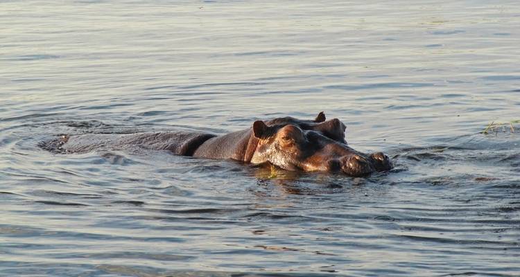 Zambezi Queen 2 nuits - MEIERS WELTREISEN 2