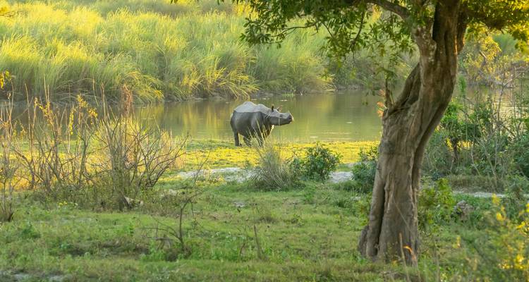 Een neushoorn die bij een rivier staat, omringd door weelderig groen.