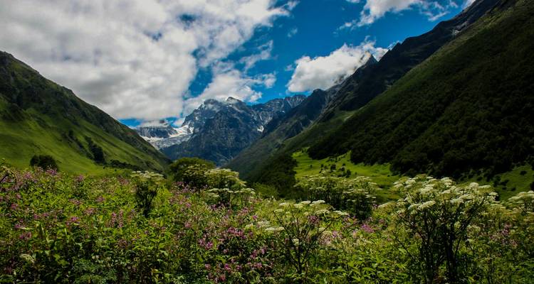 Excursión a Hemkund Sahib con el Valle de las Flores - Ramble Advisor 7