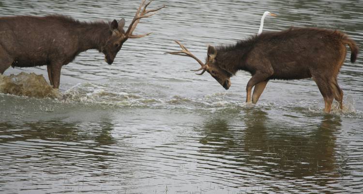 Twee herten die sparren in ondiep rivierwater terwijl een reiger achter hen staat.