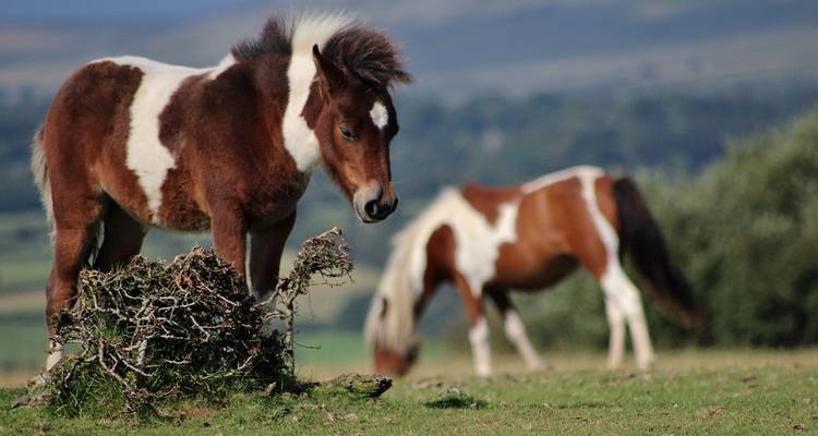 Zwei Ponys grasen in ländlicher Umgebung.
