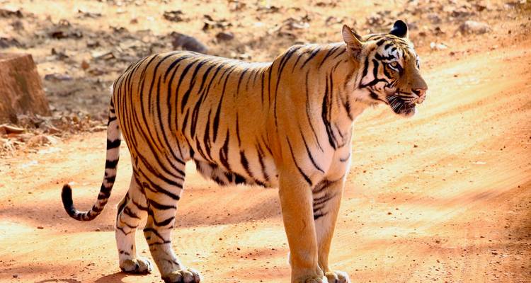 Adult Bengal tiger standing alert on a dusty forest track in warm sunlight.