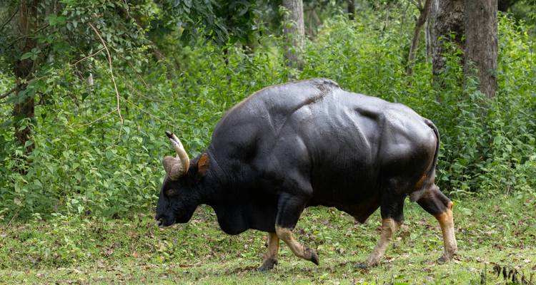 A muscular Indian gaur walking through a lush green forest clearing.