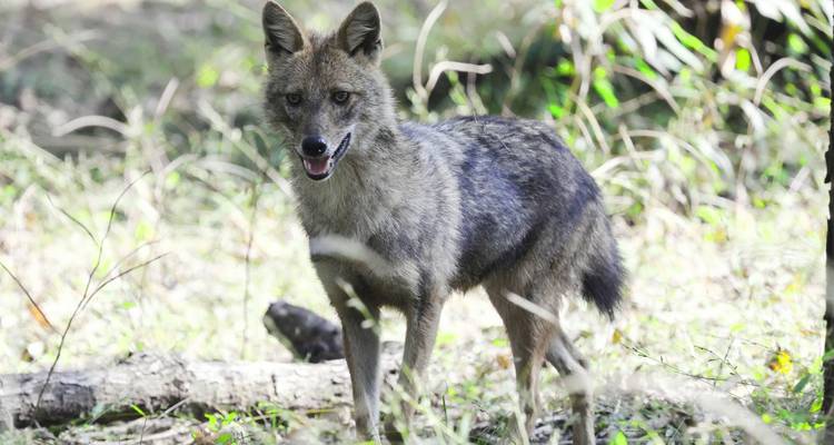 A grey Indian jackal standing alert in dappled forest light.