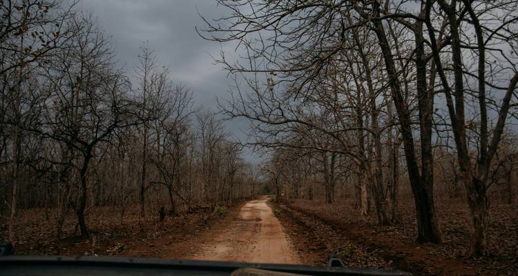 A dusty safari track cutting through a dry, leaf-less teak forest under cloudy skies.