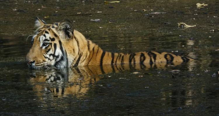 A Bengal tiger partially submerged, swimming silently through a dark jungle pool.