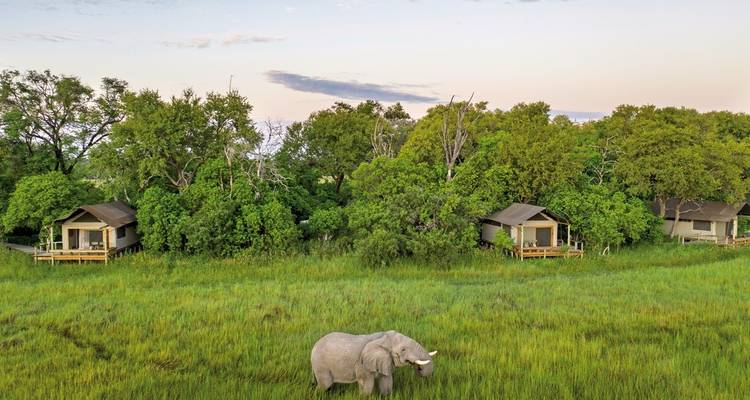 Elephant walking in front of safari tents surrounded by greenery.