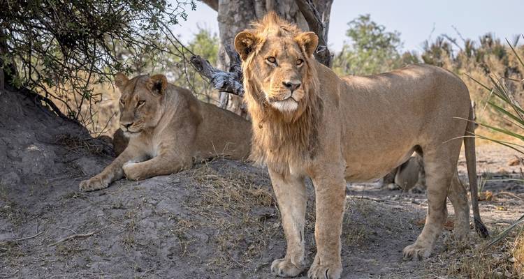Two lions resting in the bush, one alert and standing
