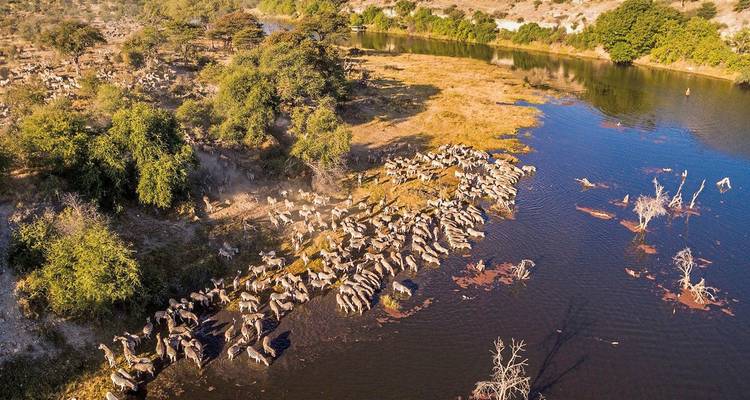 Herd of zebras by a waterhole in aerial view