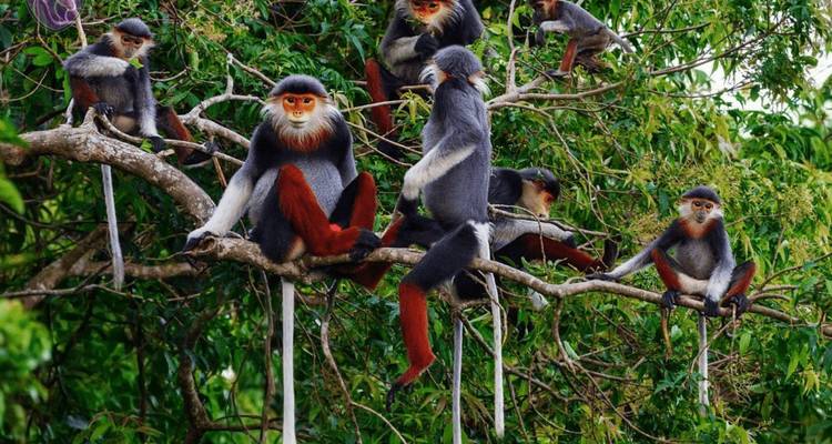 15-Day Vietnam Adventure: Explore Cuc Phuong, Halong Bay & Mekong Delta - Open Asia Travel  8