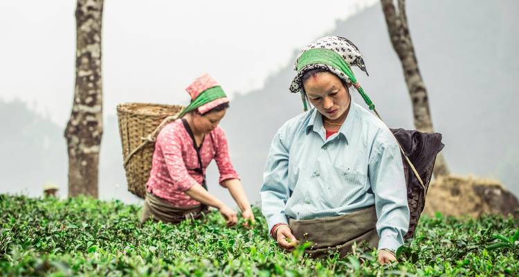 Femmes cueillant des feuilles de thé dans une plantation de thé.