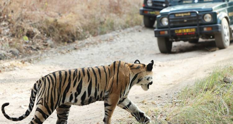 India Tiger Safari Tour with Khajuraho - Ramble Advisor 3
