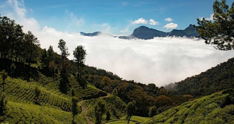 Vue panoramique des montagnes et des nuages au-dessus des plantations de thé.