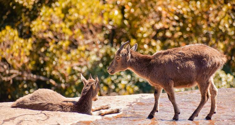 Deux chèvres sauvages dans un habitat naturel.