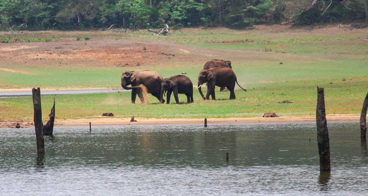 Des éléphants près d'une source d'eau dans un parc national.