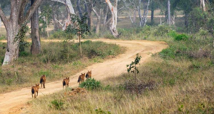 Roedel wilde dieren die over een zandpad lopen.