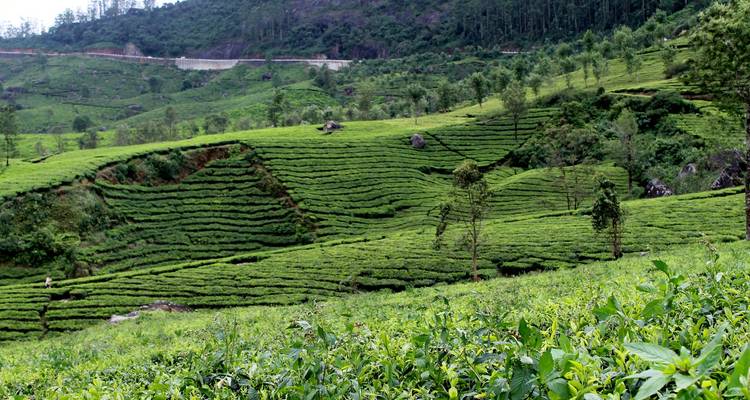 Circuit rajeunissant au Kerala - Ramble Advisor 7
