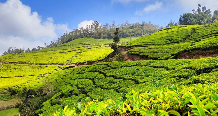 Circuit rajeunissant au Kerala - Ramble Advisor 8