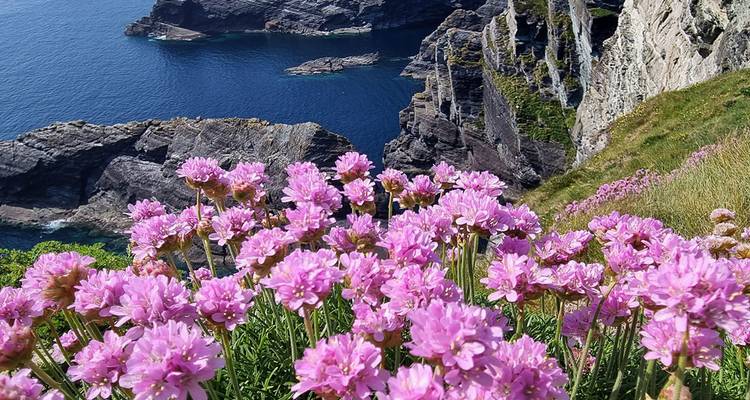 Flores silvestres rosadas floreciendo en acantilados costeros dramáticos sobre el océano azul profundo