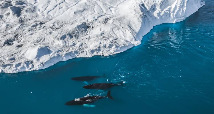 South Greenland Uncovered - 8 days - On The Go Tours 2