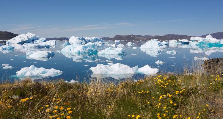 Des icebergs cristallins flottant sur un fjord immobile avec des fleurs sauvages au premier plan sous un ciel arctique dégagé.
