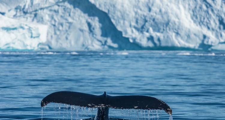 Greenland Express & Whale Watching - 5 jours - On The Go Tours 3