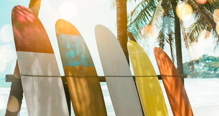 Gruppe bunter Surfbretter vor einer Palme.