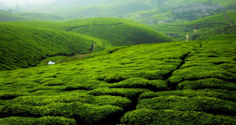 Encantadora excursión por Kerala - Ramble Advisor 3