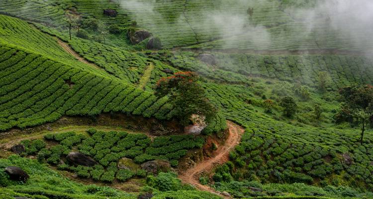 Encantadora excursión por Kerala - Ramble Advisor 9