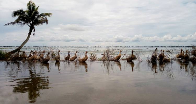 Een rij eenden bij een waterlichaam met palmbomen.