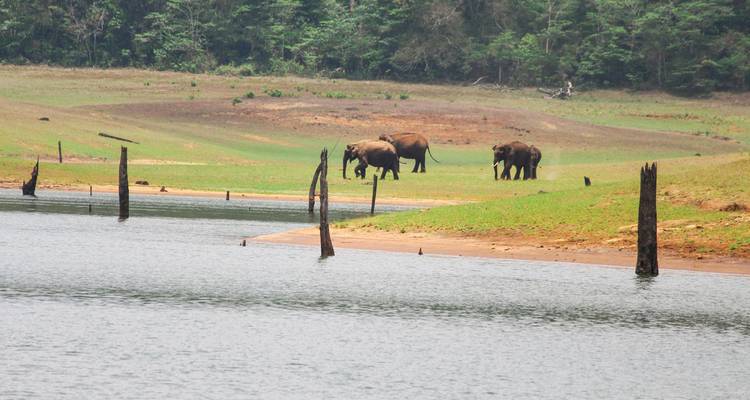 Excursión por los remansos y la fauna de Kerala - Ramble Advisor 7