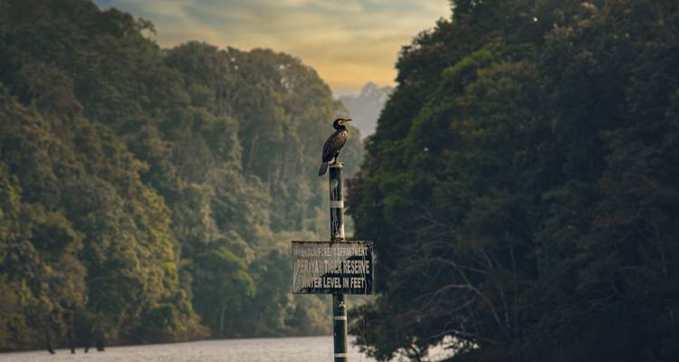 Excursión por los remansos y la fauna de Kerala - Ramble Advisor 9