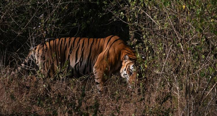 Tigre camouflé parmi le feuillage de la forêt.