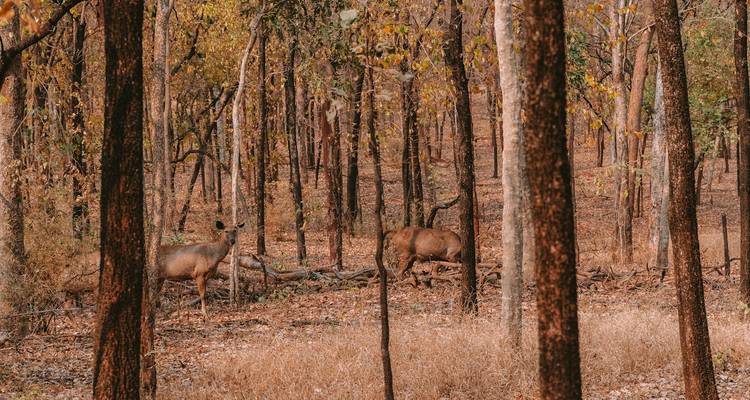 Cerf dans une forêt en automne avec des feuilles sèches et de grands arbres.