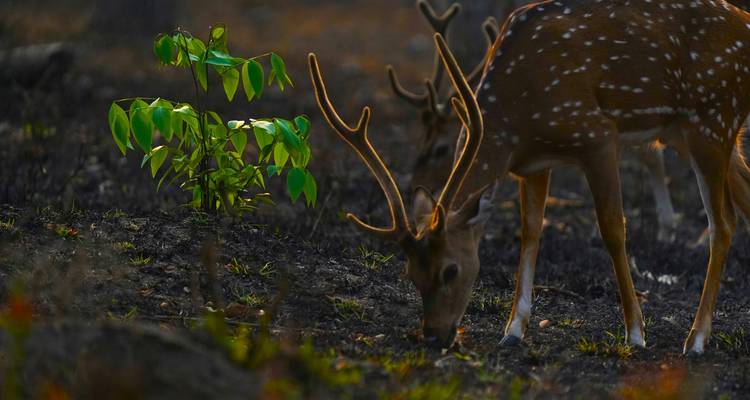 Des cerfs qui broutent dans une zone forestière.