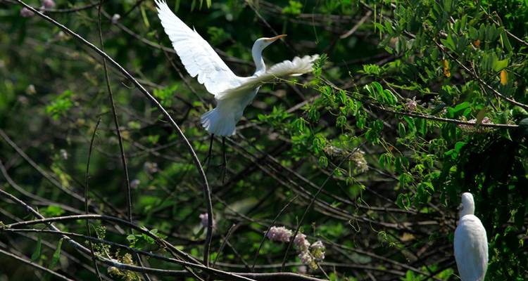 Witte vogels in vlucht boven groen.