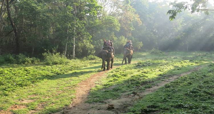 Elefantensafari auf einer Waldlichtung.