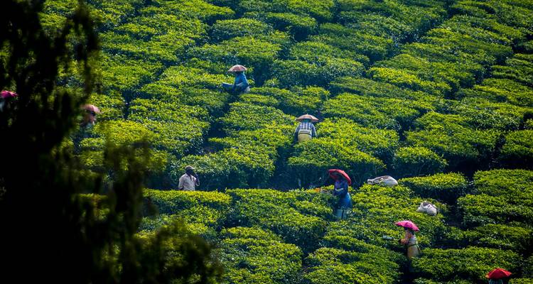Theeplantage arbeiders die theebladeren plukken onder paraplu's.