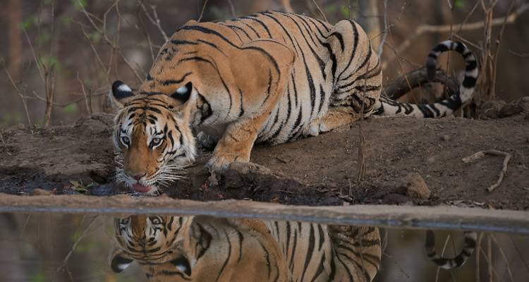 A majestic tiger drinking water from a pond, reflected in the surface.
