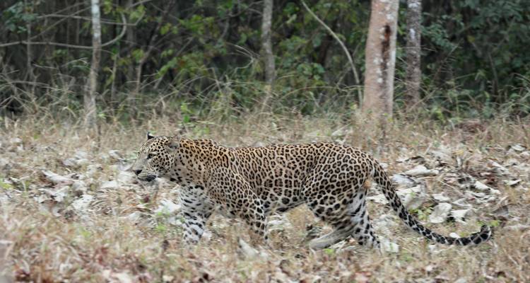 Leopard walking through a forested area.