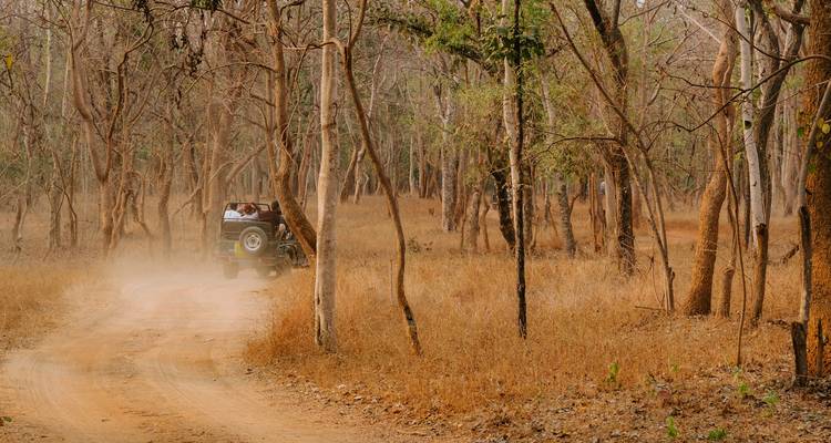 Open-top vehicle driving through a dry forest with dust rising.