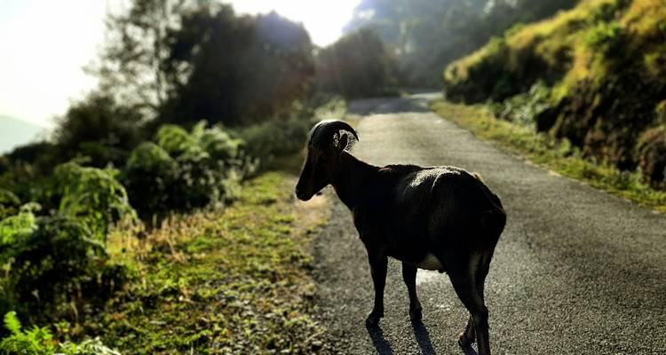 Une chèvre se tenant seule sur une route rurale.