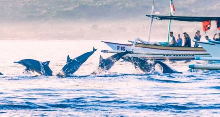 Groupe de dauphins sautant dans l'océan près d'un bateau.