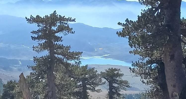 Lac lointain aperçu à travers de grands sapins par une journée brumeux.